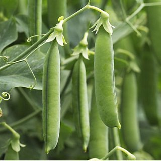 Горох Максі Голд 1 кг ранній, Agri Saaten