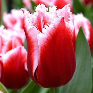 Тюльпан Canasta 3 шт бахромчатый, Dee Ree