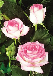 Троянда Дольче Віта чайно-гібридна