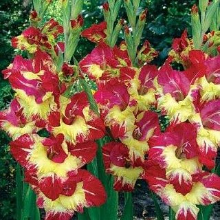 Гладиолус Stereo 3 шт крупноцветковый, De Ree