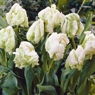 Тюльпан Super Parrot 3 шт попугаевидный, De Ree