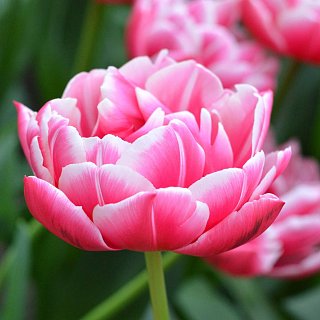 Тюльпан Columbus 3 шт махровый, De Ree