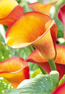 Калла Mango великоквіткова (10299), De Ree