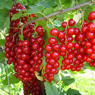 Смородіна Йонкер ван Тетс червона середньорання