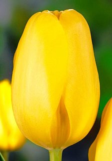 Тюльпан Hocus Pocus 3 шт гигантский, De Ree (10608)