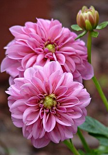 Георгина Rosella декоративная крупная (10302), De Ree