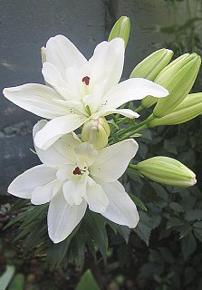 Лилия Annemarie's Dream азиатская махровая (10170), De Ree