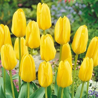 Тюльпан Candela 3 шт гибрид Фостера, De Ree