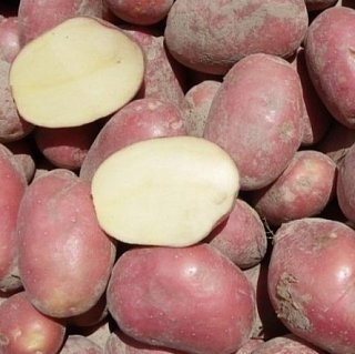 Картопля насіннєва Сетанта 20 кг, Нідерланди.