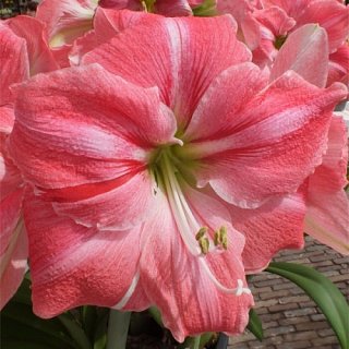 Гипеаструм Faro (10637)