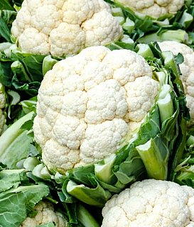 Капуста Кердос F1 1000 семян цветная среднеранняя, Seminis