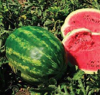 Арбуз Колизей F1 1000 семян ранний, Seminis