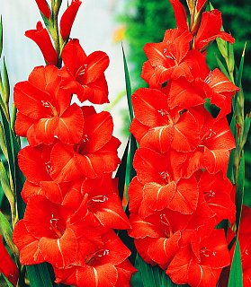 Гладиолус Victor Borge крупноцветковый (10111), De Ree