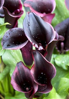 Калла Schwarzwalder великоквіткова (10147), De Ree