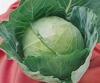 Капуста Зенит F1 2500 семян белокочанная ранняя, Seminis