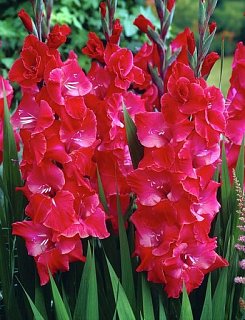 Гладиолус After Shock серия Specialties (10131), De Ree