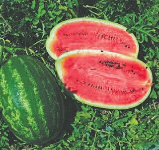 Арбуз Мелания F1 1000 семян среднеспелый, Seminis