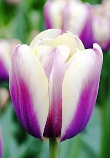 Тюльпан Atlantis 3 шт триумф, De Ree (10601)