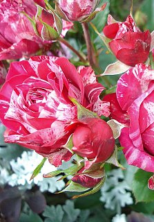 Троянда Арроу Фолієс бордюрна