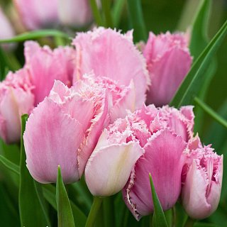 Тюльпан мультифлора Fringed Family