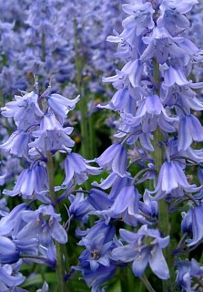 Гіацинтоїдес 5 шт синій De Ree (10642)