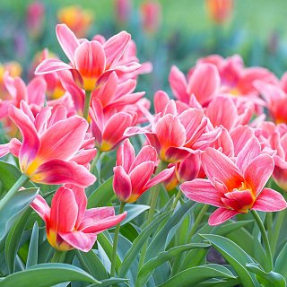 Тюльпан Fashion 3 шт кауфмана , De Ree