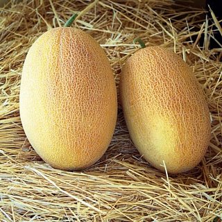 Диня Ананас 100 г середньостигла, Agri Saaten