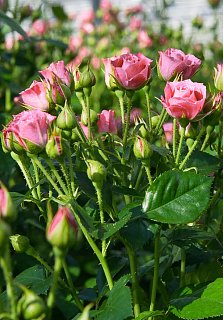 Троянда спрей рожева