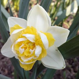 Нарцис Unique 2 шт.