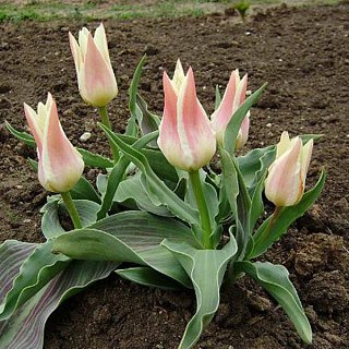 Тюльпан грейга Johann Strauss