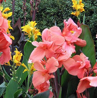 Канна Salmon Pink (10833), De Ree