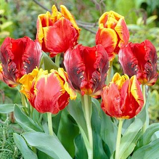 Тюльпан попугаевидный Bright Parrot