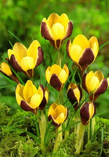 Крокус  Gipsy Girl  ботанический (10635)