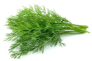 Кріп Алігатор 1 кг середньостиглий