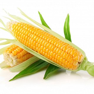 Кукуруза Свит Вондер F1 1000 семян среднеранняя сахарная, Agri Saaten