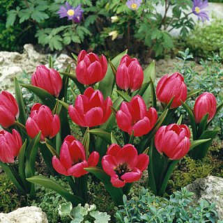 Тюльпан Pulchella 3 шт ботанический, De Ree (10613)