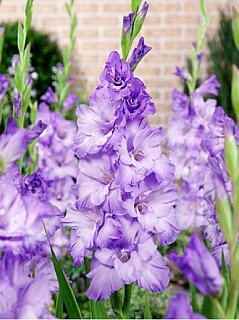 Гладиолус Odessa попугаевидный (10138), De Ree