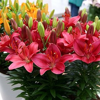 Лилия Miss Germany горшечная (10295), De Ree