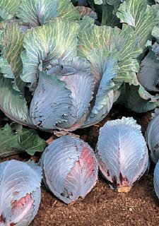 Капуста Рокси F1 2500 семян краснокочанная поздняя, Seminis