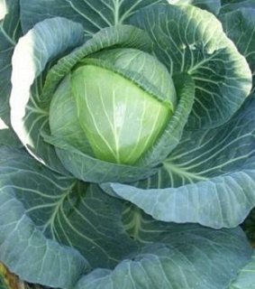 Капуста Фуриос F1 2500 семян белокочанная поздняя, Seminis