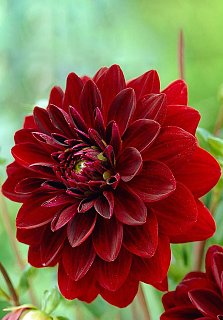 Георгина Uchuu декоративная крупная (10151), De Ree