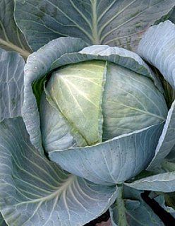 Капуста Коля F1 2500 семян белокочанная среднепоздняя, Seminis