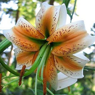 Лилия  Lady Alice тигровая свисающая  (10819), De Ree