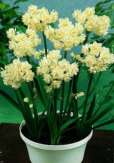 Нарцис мультиквітковий Erlicheer (10628)