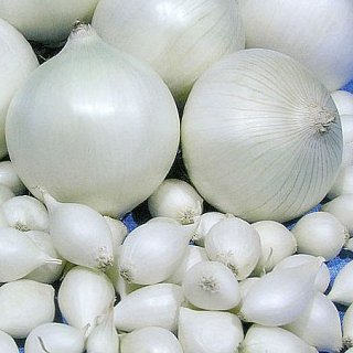 Лук севок (арбажейка) Гледстоун 500 г круглый белый, ТОР