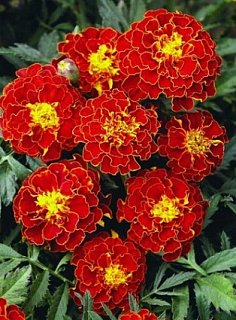 Бархатцы низкорослые Красная брокада 0,5 г, ТМ GL Seeds