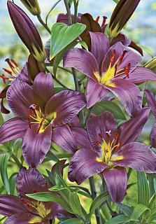 Лилия Purple Prince высокорослая (10290), De Ree