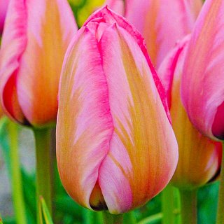 Тюльпан Scarlet Baby 3 шт кауфмана,De Ree