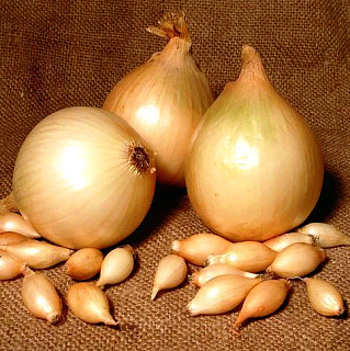 Лук севок (арбажейка) Триумф 500 г овальный золотистый, ТОР