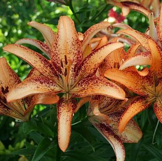 Лилия Tango Kentucky азиатская (10816), De Ree